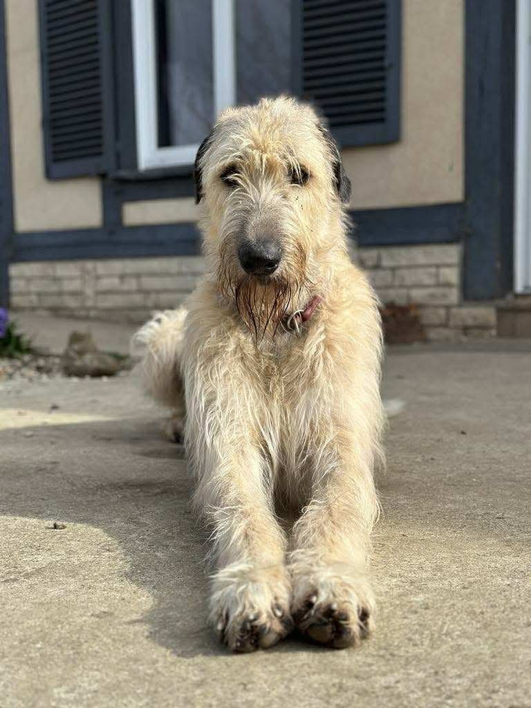 CH. Union Jack of king howard legend