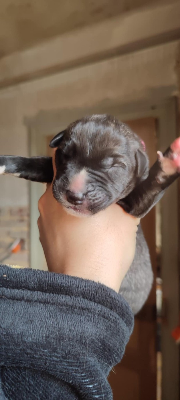 Des Runes Ecarlates - Chiots disponibles - Levrier Irlandais