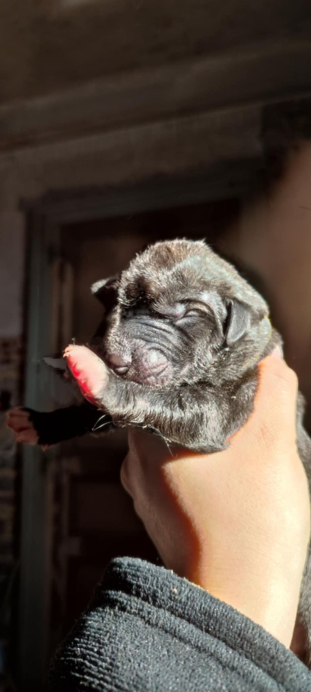 Des Runes Ecarlates - Chiots disponibles - Levrier Irlandais