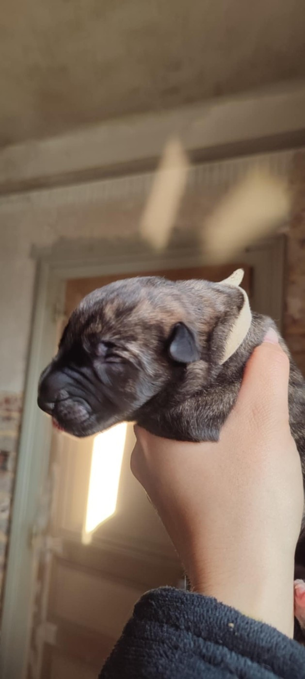 Des Runes Ecarlates - Chiots disponibles - Levrier Irlandais