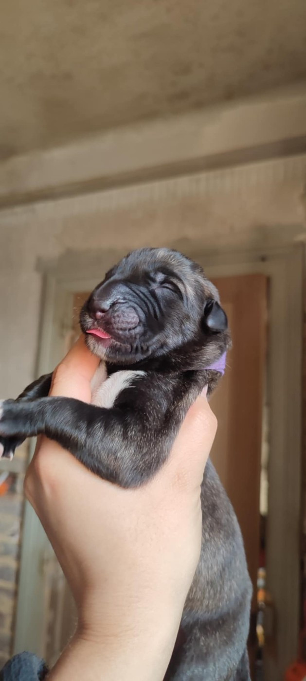 Des Runes Ecarlates - Chiots disponibles - Levrier Irlandais