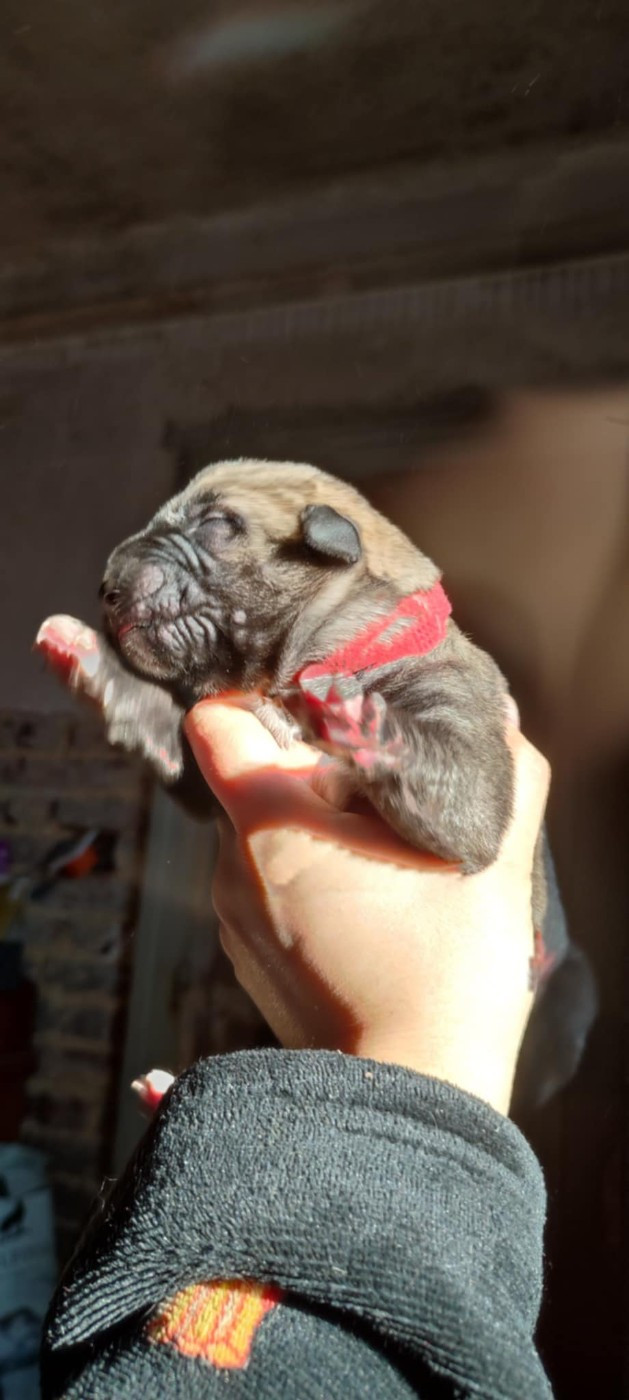 Des Runes Ecarlates - Chiots disponibles - Levrier Irlandais