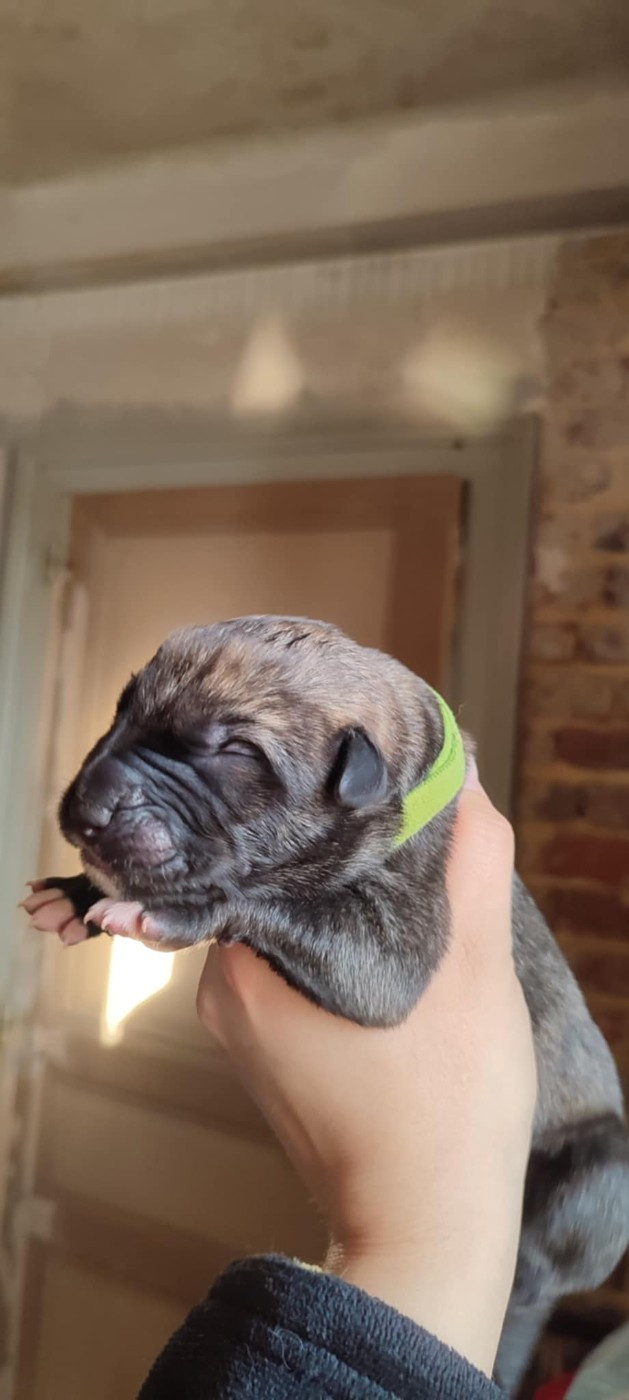 Des Runes Ecarlates - Chiots disponibles - Levrier Irlandais