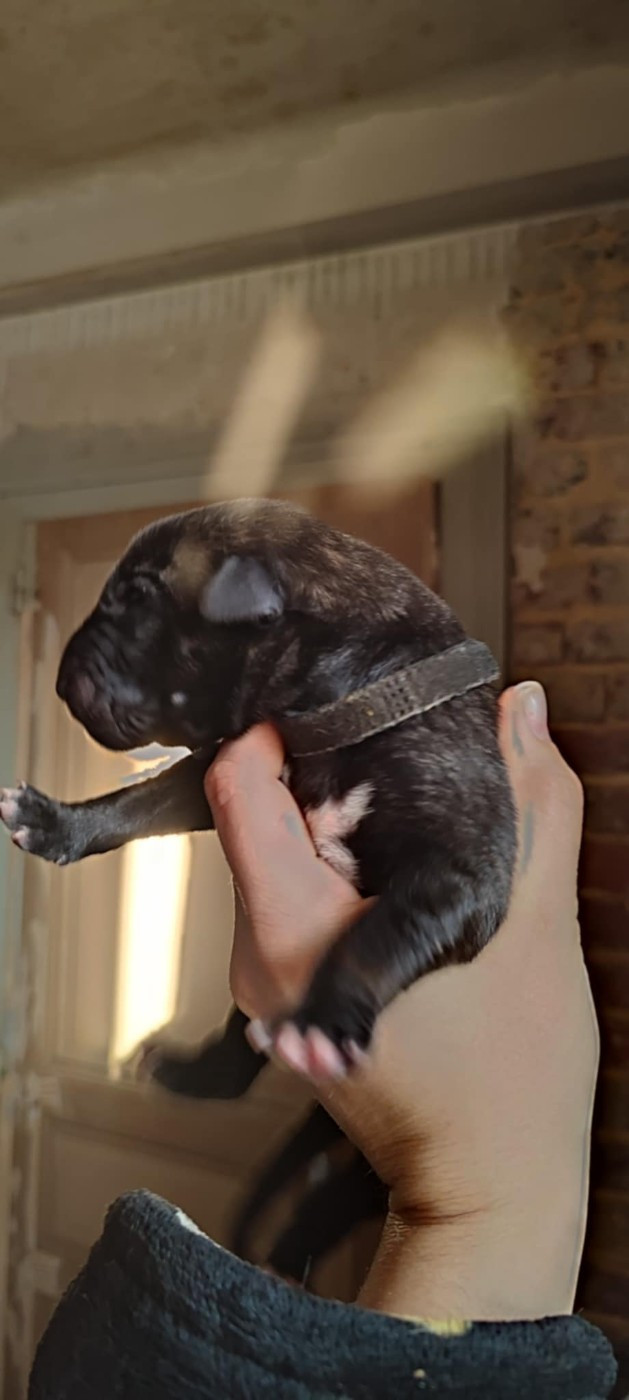 Des Runes Ecarlates - Chiots disponibles - Levrier Irlandais