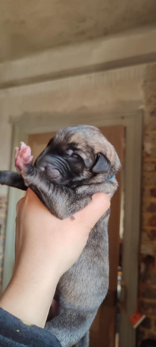 Des Runes Ecarlates - Chiots disponibles - Levrier Irlandais