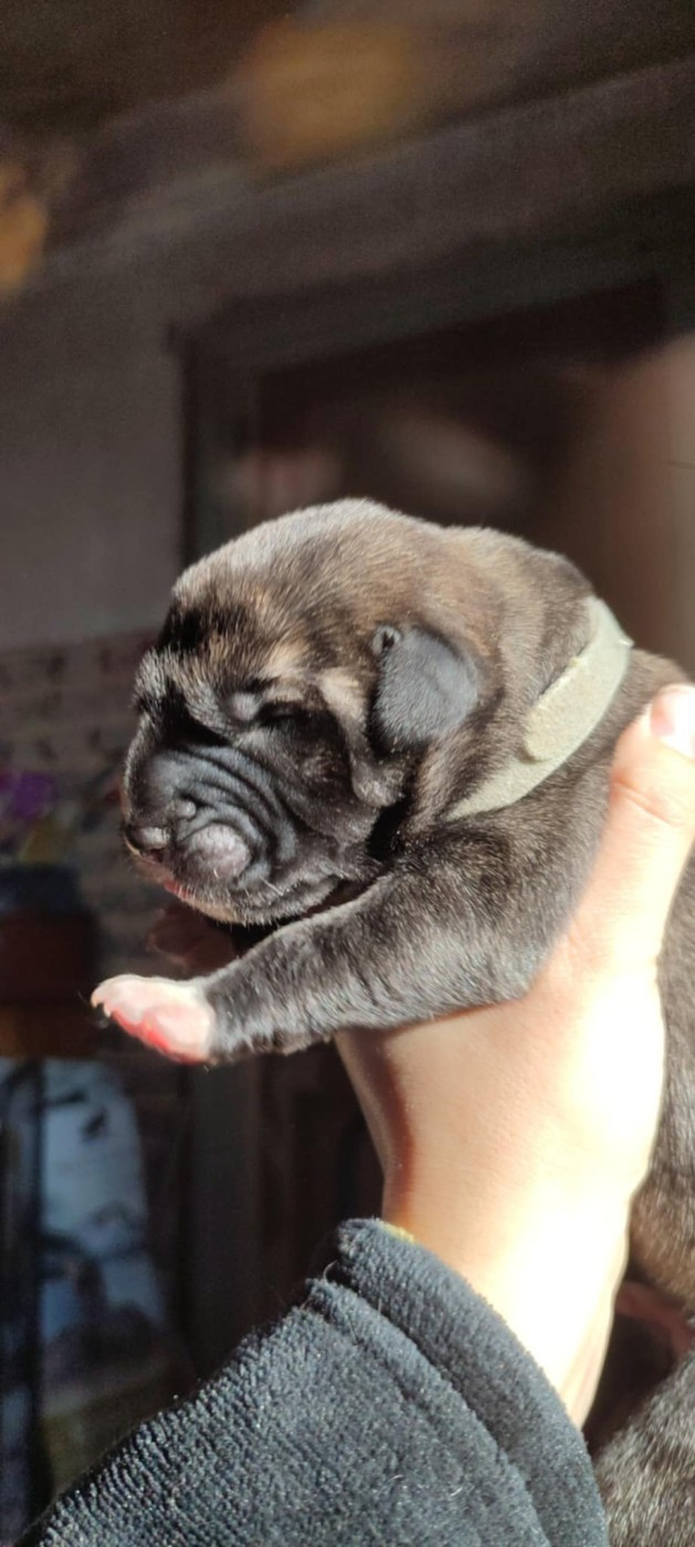 Des Runes Ecarlates - Chiots disponibles - Levrier Irlandais