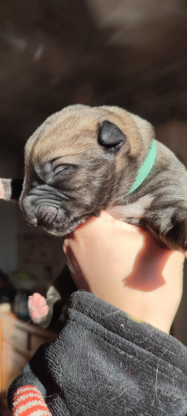 Des Runes Ecarlates - Chiots disponibles - Levrier Irlandais