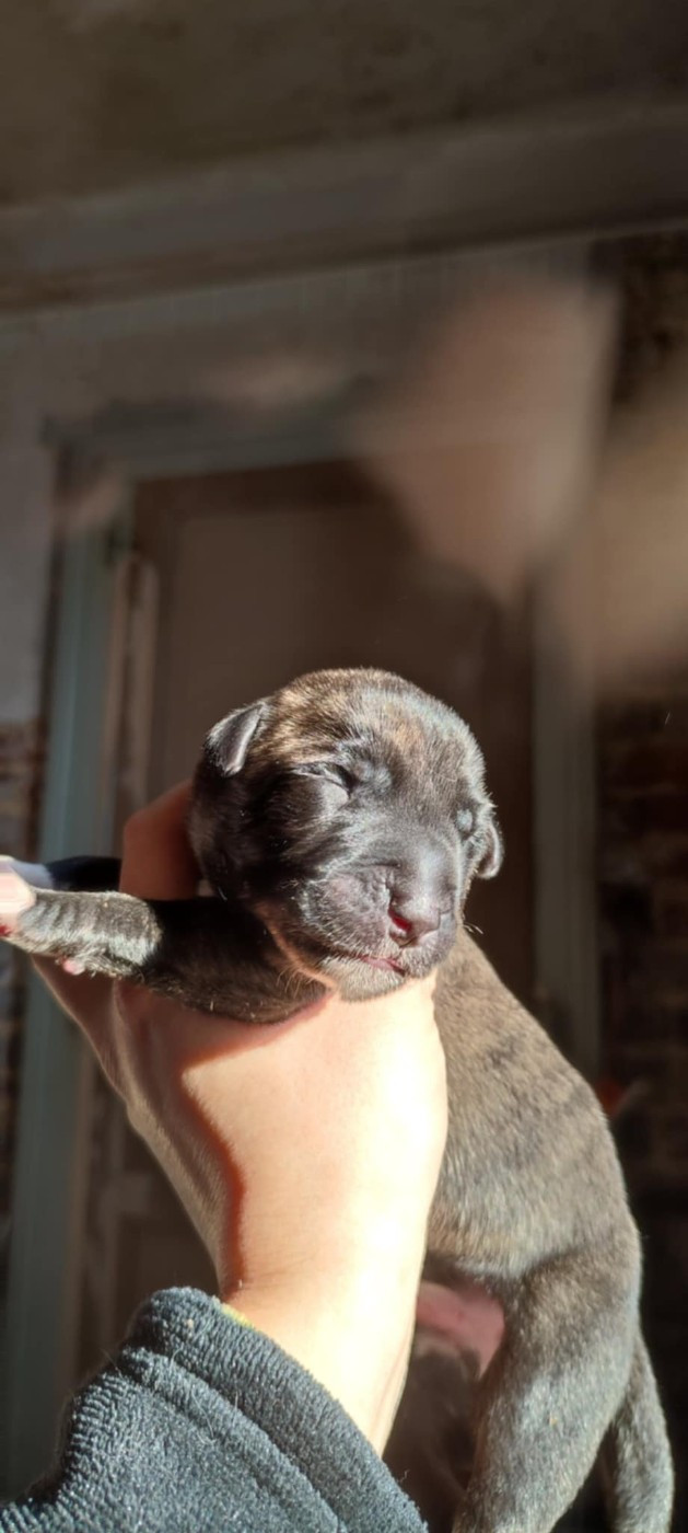 Des Runes Ecarlates - Chiots disponibles - Levrier Irlandais