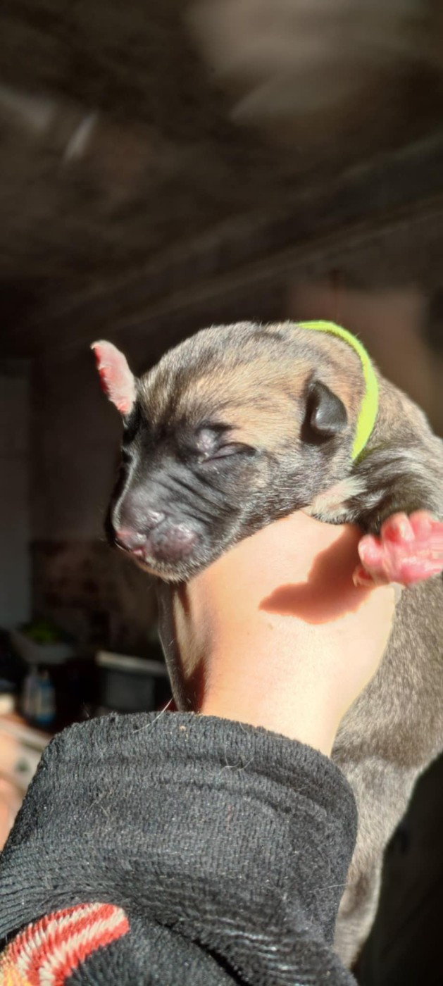 Des Runes Ecarlates - Chiots disponibles - Levrier Irlandais