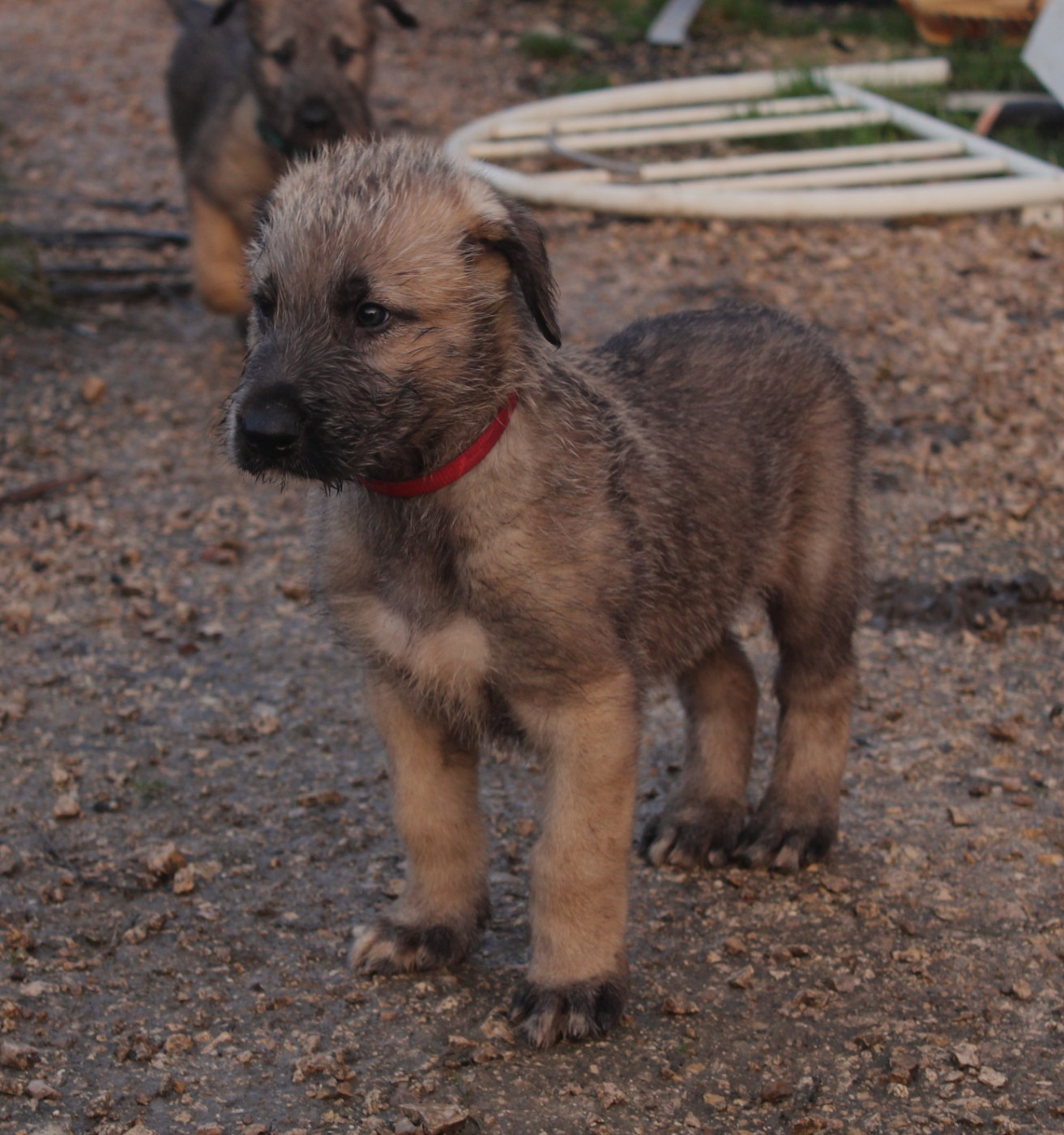 Des Runes Ecarlates - Chiots disponibles - Levrier Irlandais