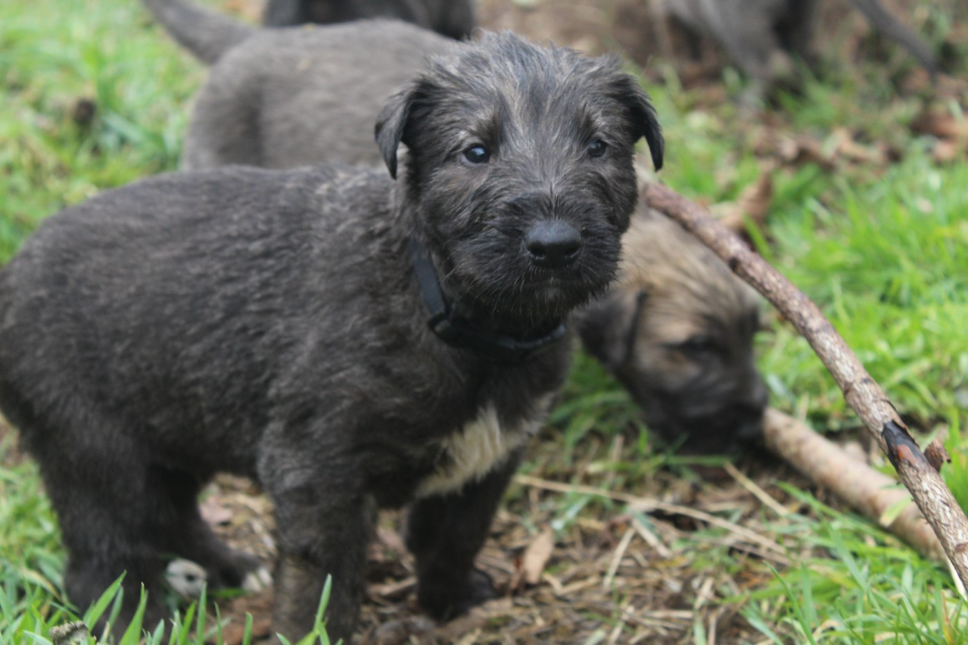 Des Runes Ecarlates - Chiots disponibles - Levrier Irlandais