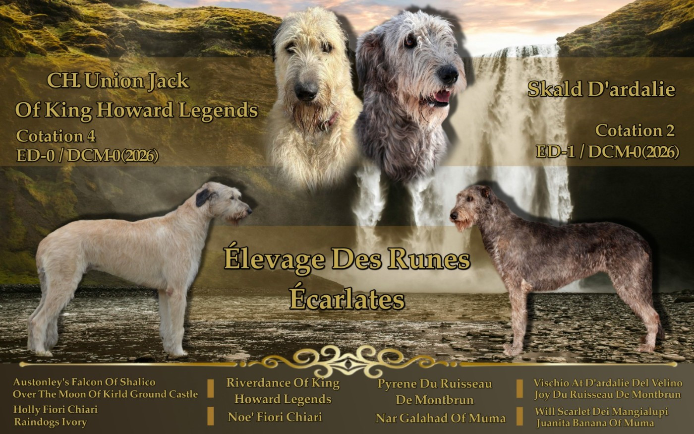 Des Runes Ecarlates - Levrier Irlandais - Portée née le 13/12/2025