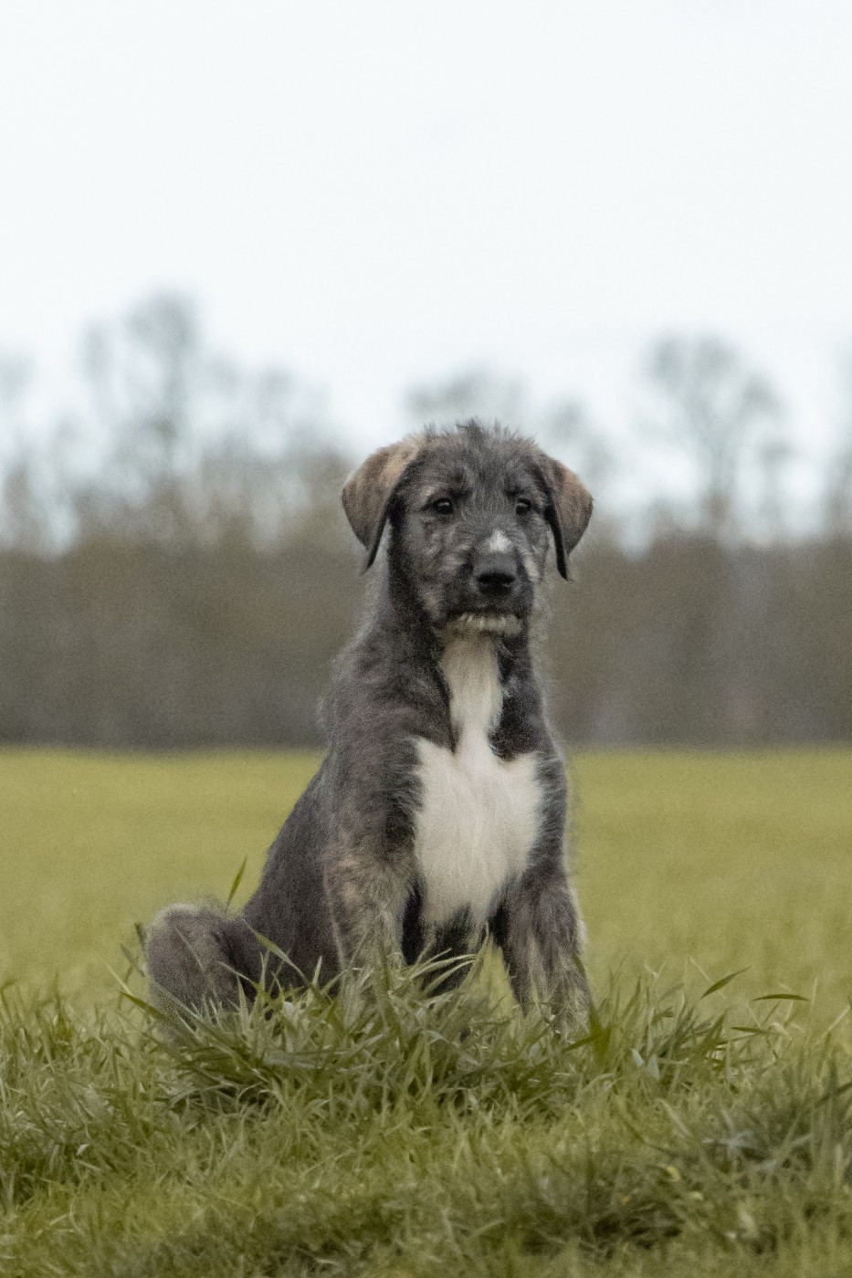 Des Runes Ecarlates - Chiots disponibles - Levrier Irlandais