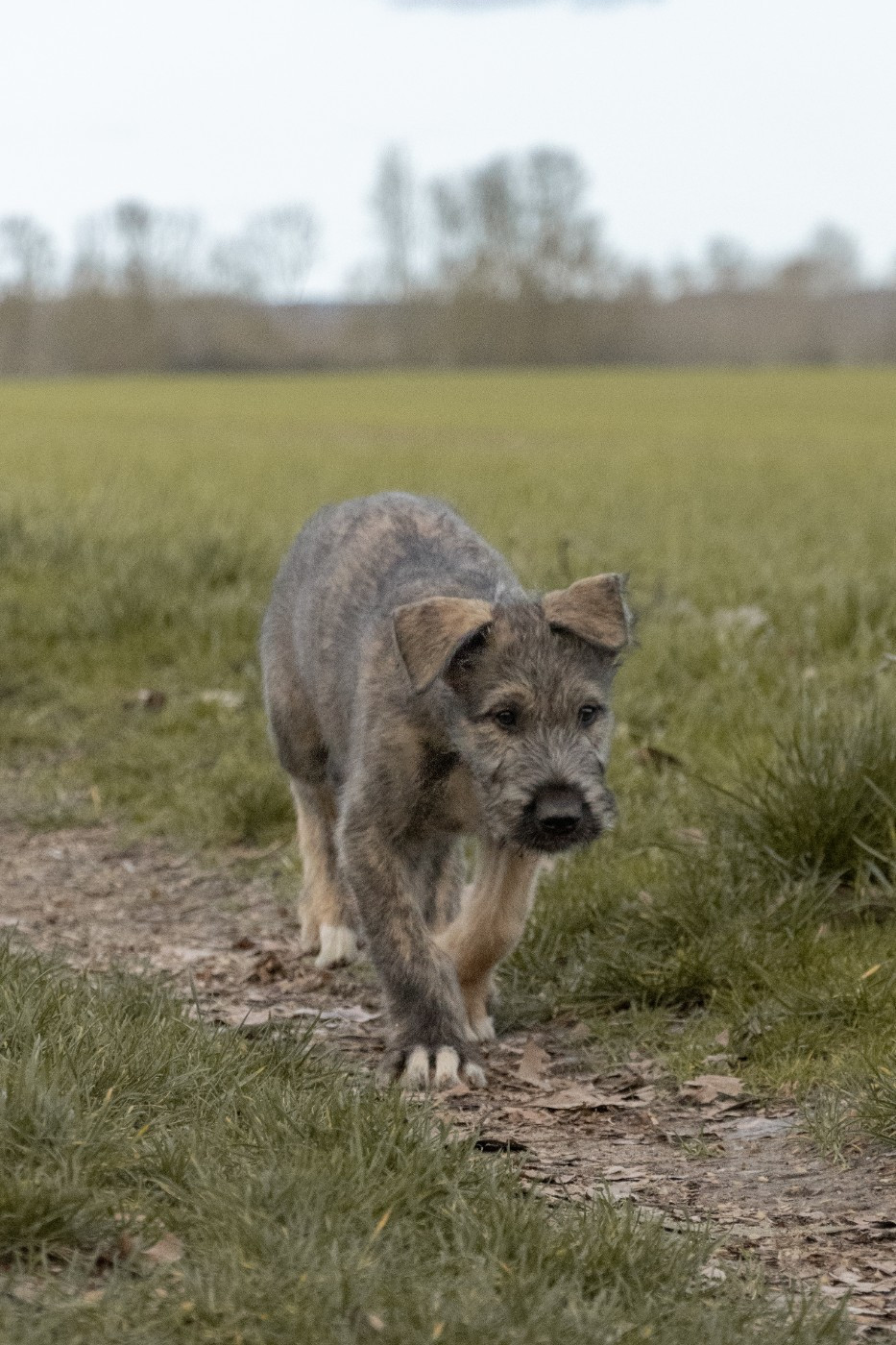 Des Runes Ecarlates - Chiots disponibles - Levrier Irlandais