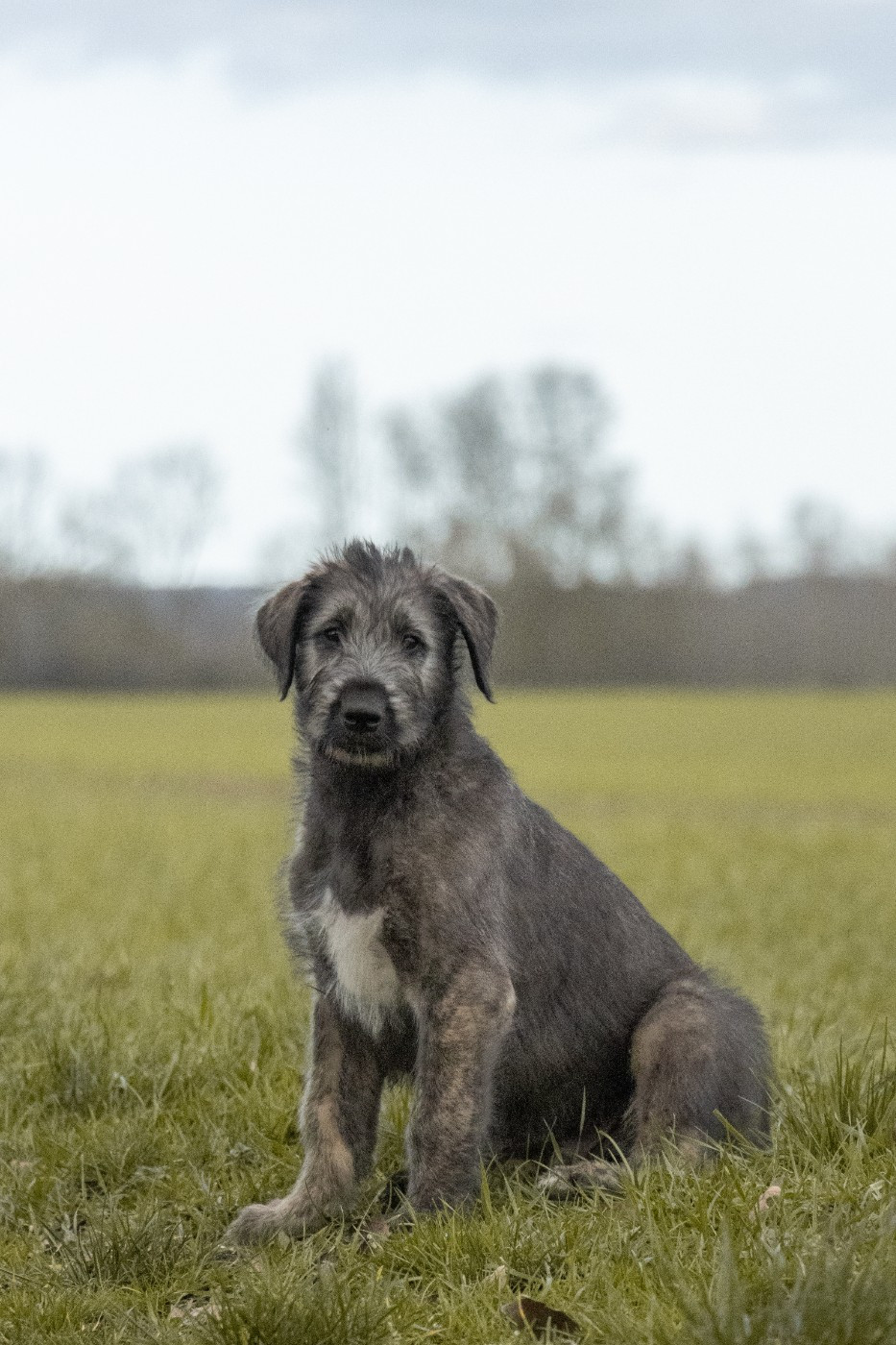 Des Runes Ecarlates - Chiots disponibles - Levrier Irlandais
