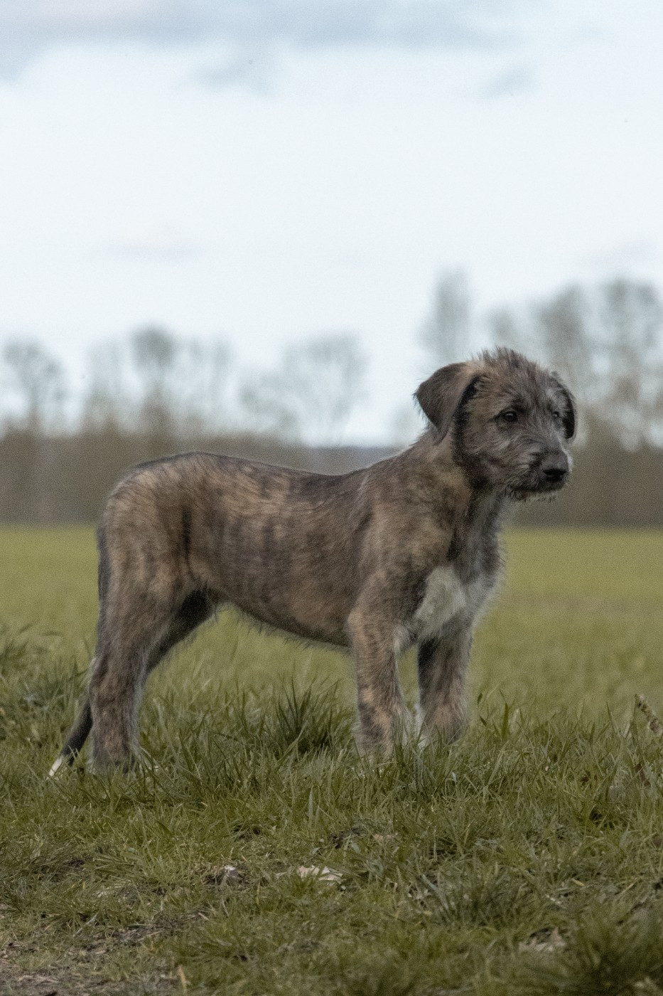 Des Runes Ecarlates - Chiots disponibles - Levrier Irlandais