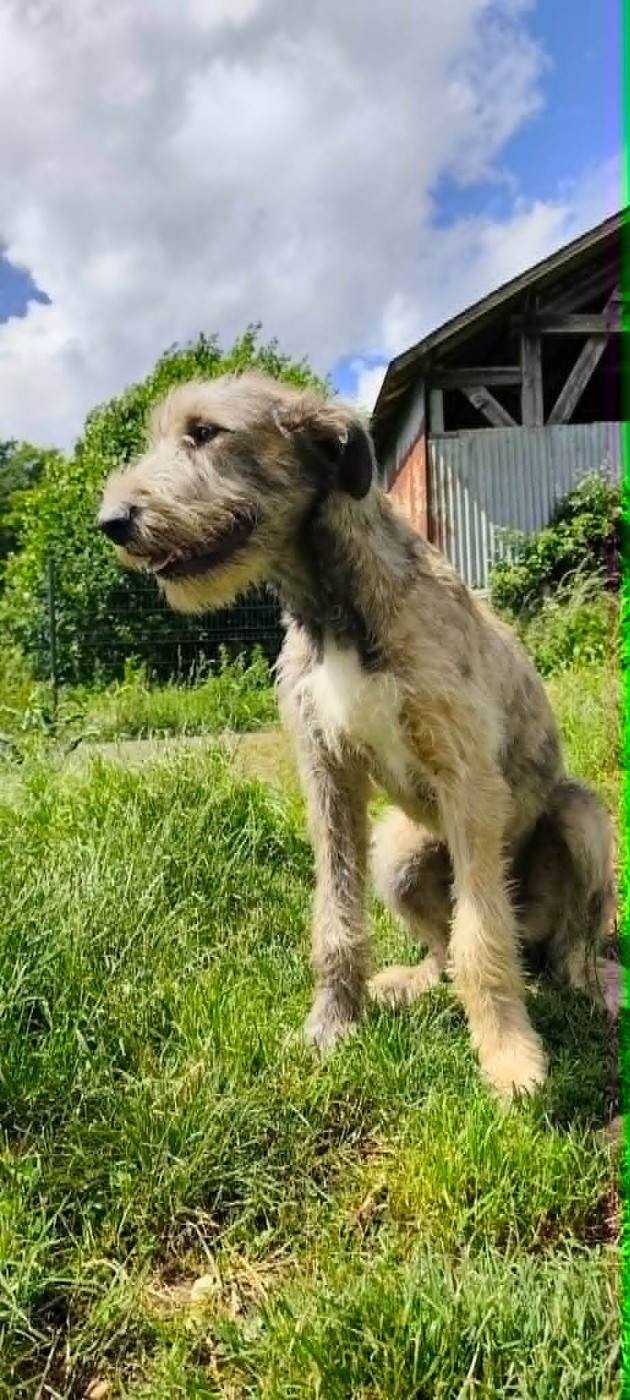 Des Runes Ecarlates - Chiots disponibles - Levrier Irlandais